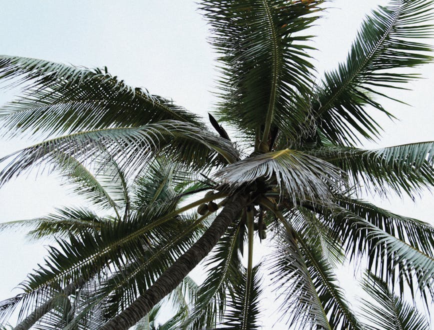 palm tree arecaceae tree plant summer