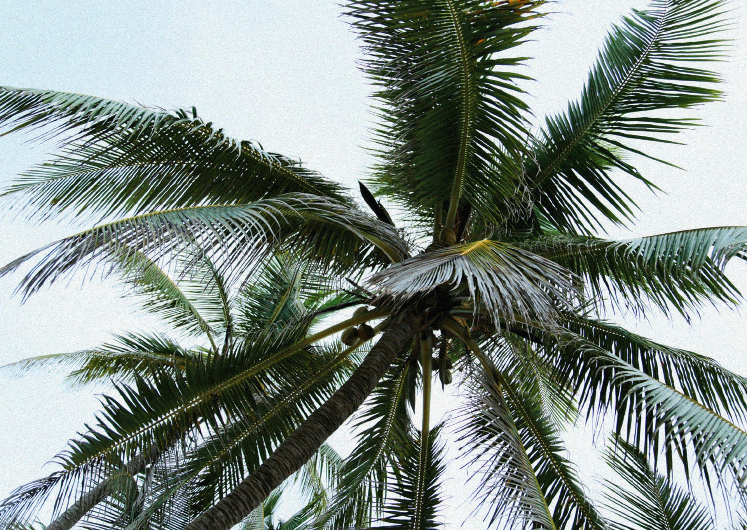 palm tree arecaceae tree plant summer