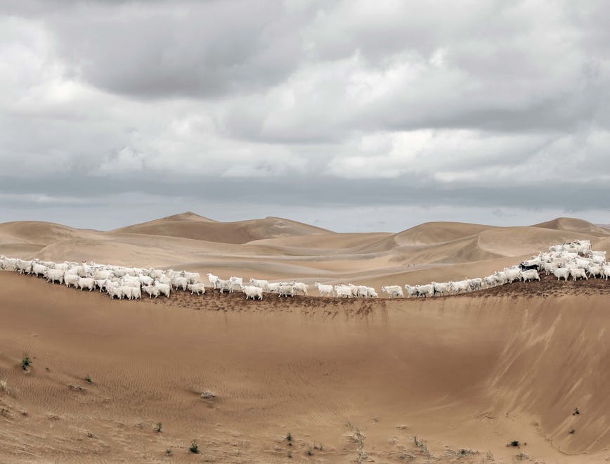soil sand nature outdoors dune desert