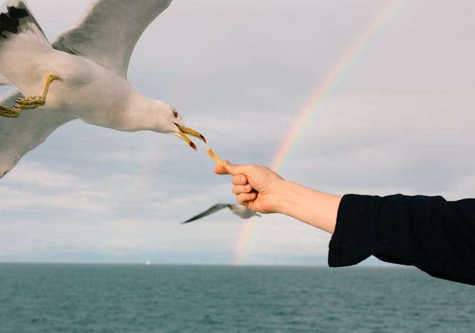 bird animal person human finger flying outdoors seagull
