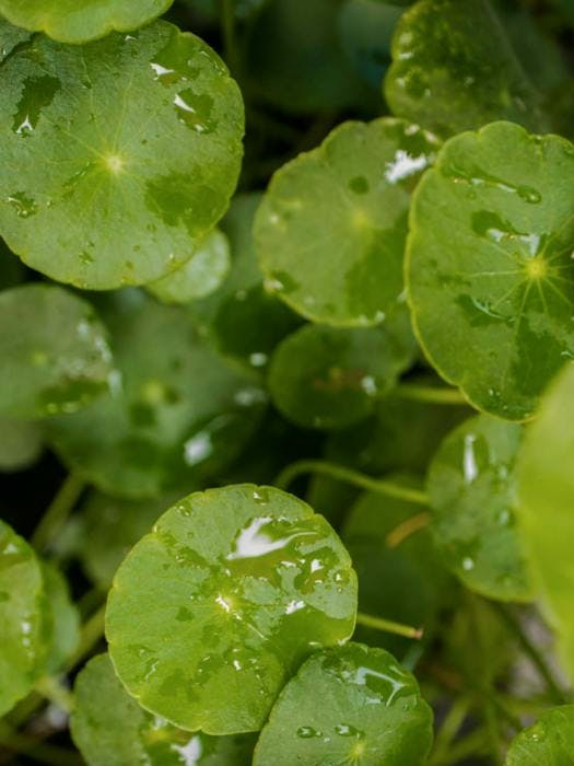 leaf plant droplet