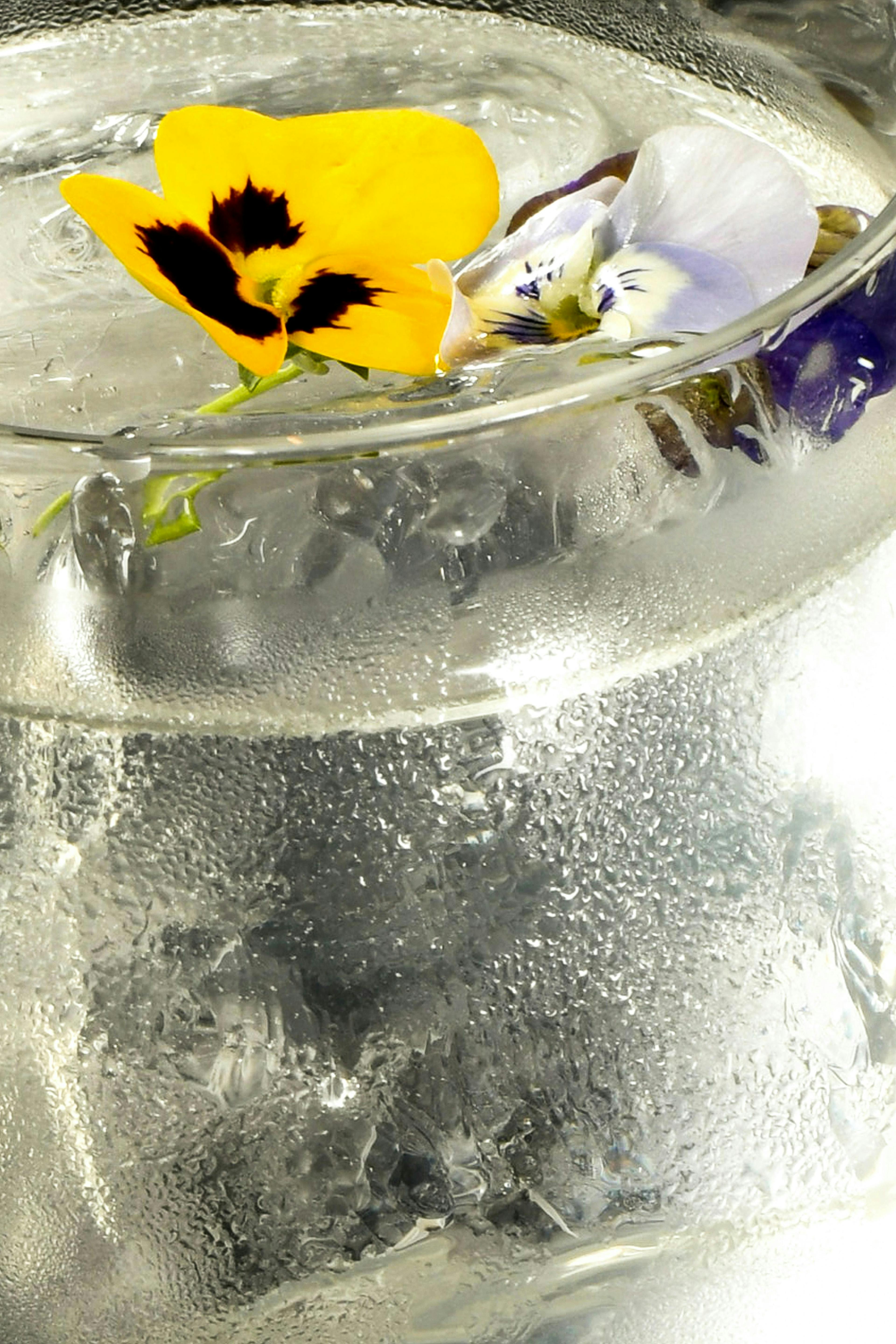 beverage drink alcohol liquor cocktail bird animal lemonade