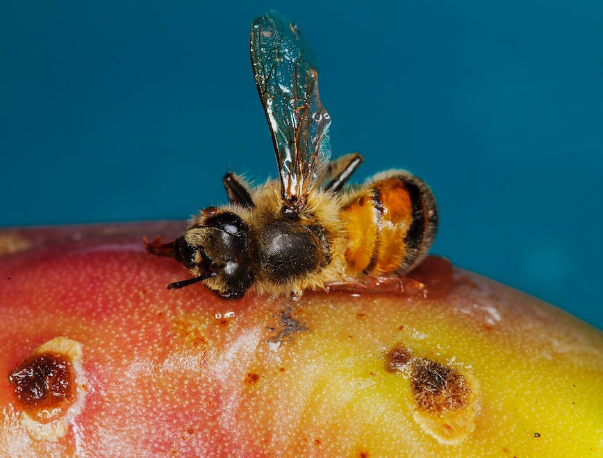 apidae insect animal invertebrate bee honey bee bumblebee