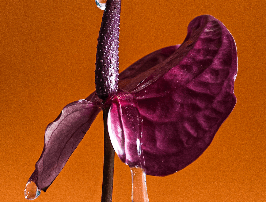 plant anthurium flower blossom